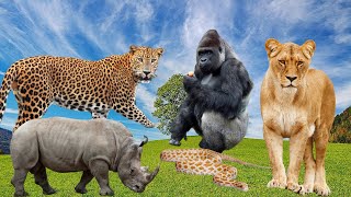 Suara hewan singa harimau ular beruang || cute animals sounds #wildanimals