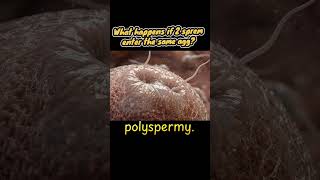 What Would Happen if 2 Sperm Enter the Egg? #Pregnancy #ovulation #science #youtubeshorts