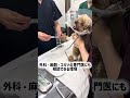 不安だった日が、今の力になった…共に救う仲間を探しています!【獣医師求人~港北にっぱ動物病院】#動物病院 #猫 #犬 #shorts #エキゾチックアニマル