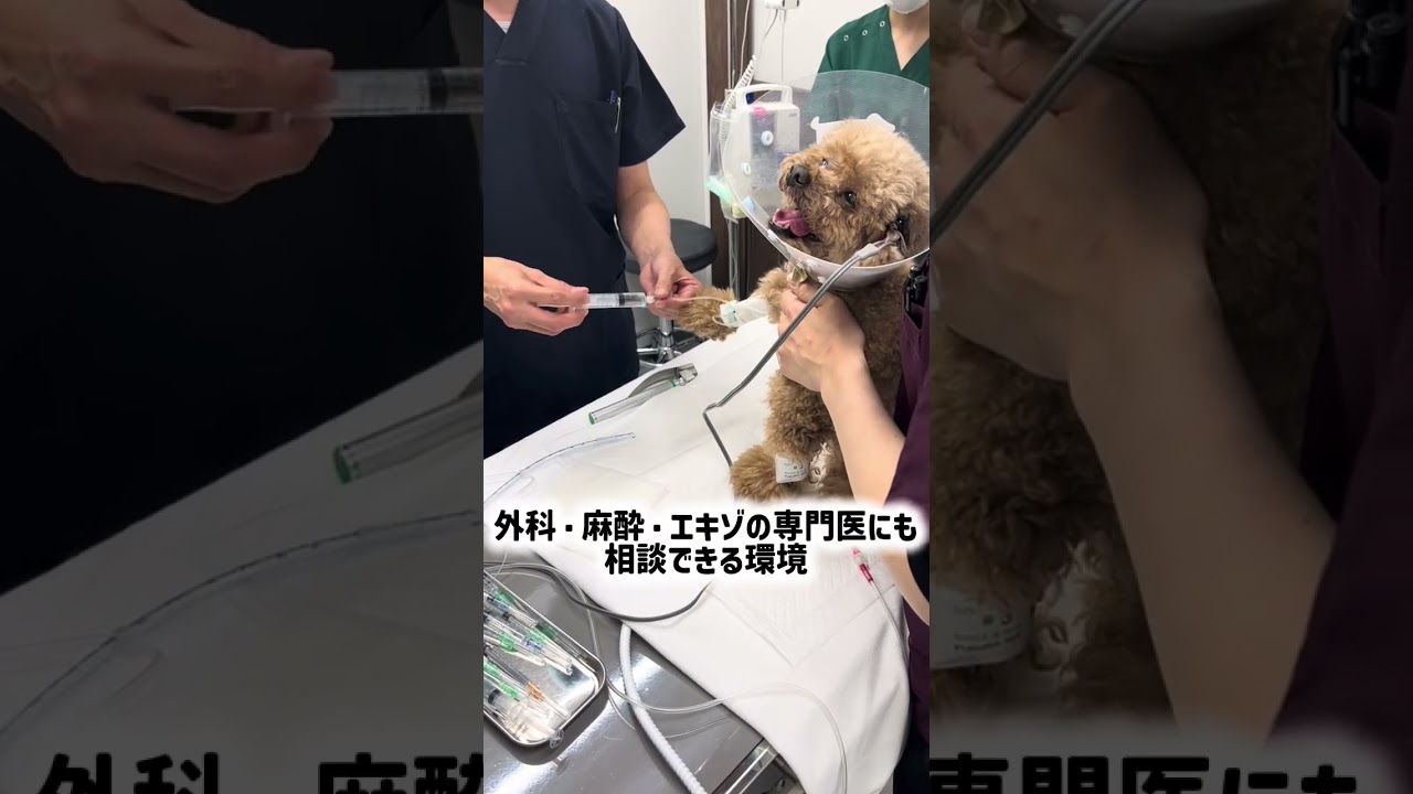 不安だった日が、今の力になった…共に救う仲間を探しています!【獣医師求人~港北にっぱ動物病院】#動物病院 #猫 #犬 #shorts #エキゾチックアニマル