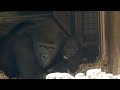 Gorillas Playing Near The Entrance