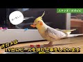 【オカメはTV台にビーズを挟む仕事をしています】　#オカメインコ　#コザクラインコ #セキセイインコ