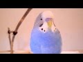 Говорящий попугай Кеша Цып-Цып-Цыпленочек