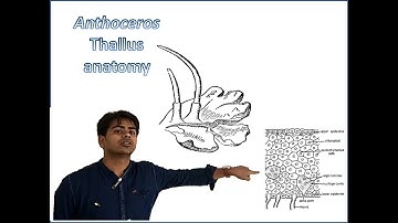 Anthoceros: Thallus Anatomy