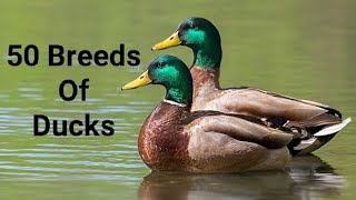 50 Breeds of duck || 🦆🦆🦆 || Duck kinds || The Information Hunt