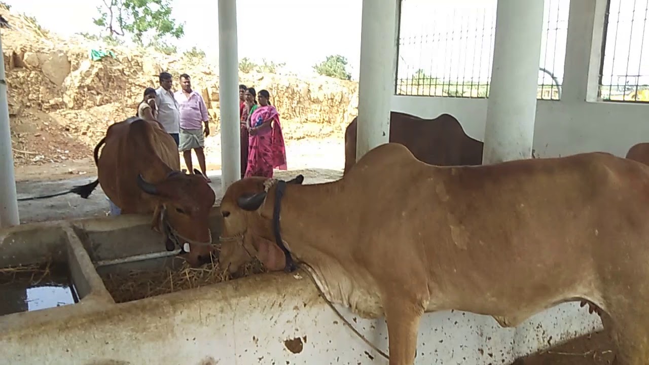 Best gir cow farm in Hyderabad telngana. Best Gir cow bull in Hyderabad