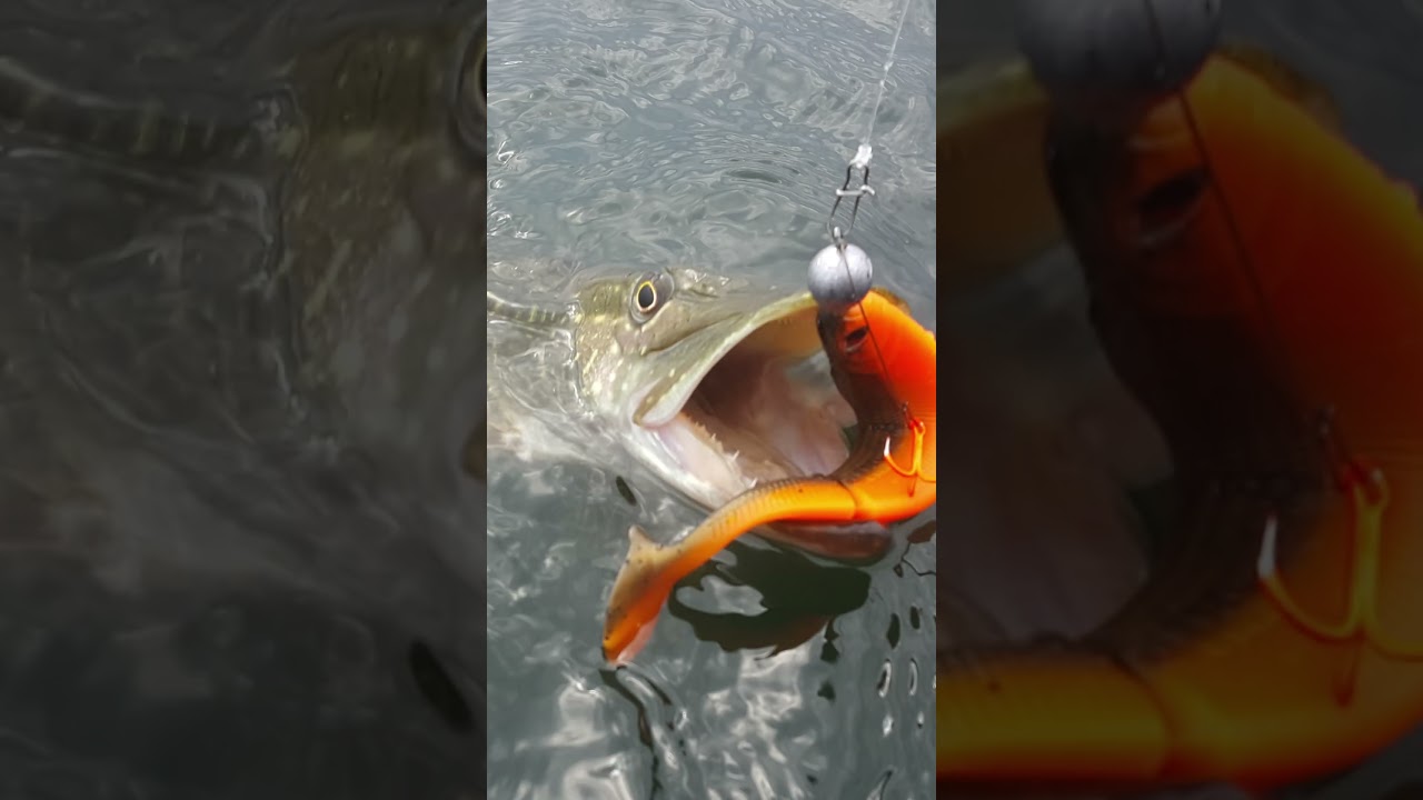 Können Hechte UV Licht sehen? 🧬 (Leider xxx) 😱