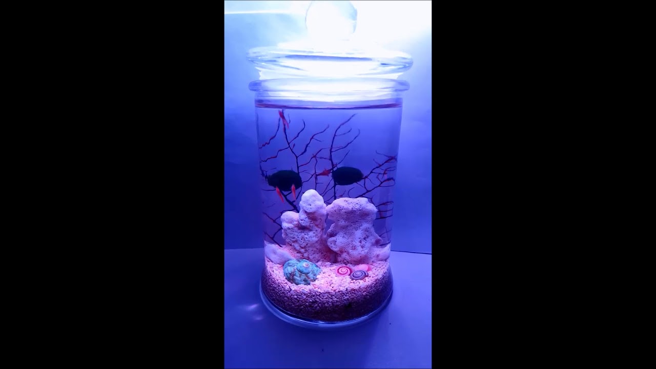 Singapore Opae Ula Sea Fan with Brown coral YouTube