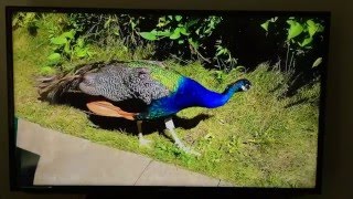 Movie Player+ for Apple TV - App Review screenshot 4