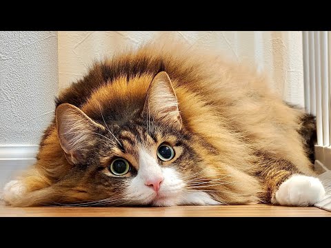 デカすぎる北欧猫にデカすぎるプレゼントをあげたらどうなる?→こうなる