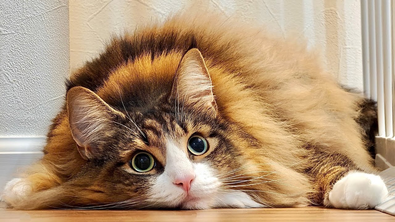 デカすぎる北欧猫にデカすぎるプレゼントをあげたらどうなる？→こうなる