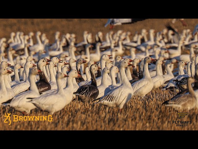 BIG SNOW GOOSE and DUCK LIMITS! The BATTLE continues in SASKATCHEWAN and EP 8 is a CAN’T MISS!
