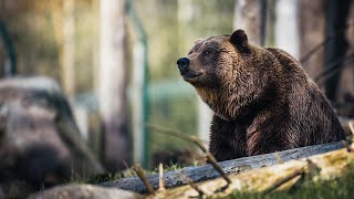 МЕДВЕДИ - КЛЮЧ К КОСМИЧЕСКИМ ПРИКЛЮЧЕНИЯМ