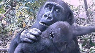 Gentaro gently hugs and pets a baby gorilla Kintaro [Kyoto City Zoo]