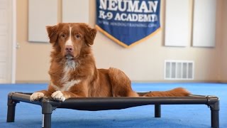 Cheif (Duck Tolling Retriever) Boot Camp Dog Training Demonstration