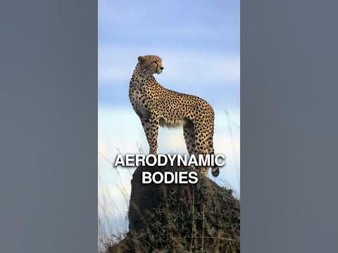 What makes Cheetahs so agile? - YouTube