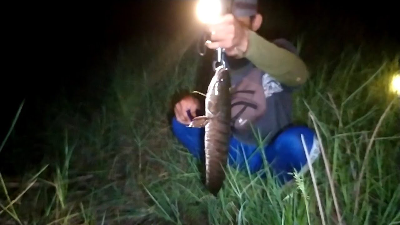 Охота на самого большого змееголова || серия 4