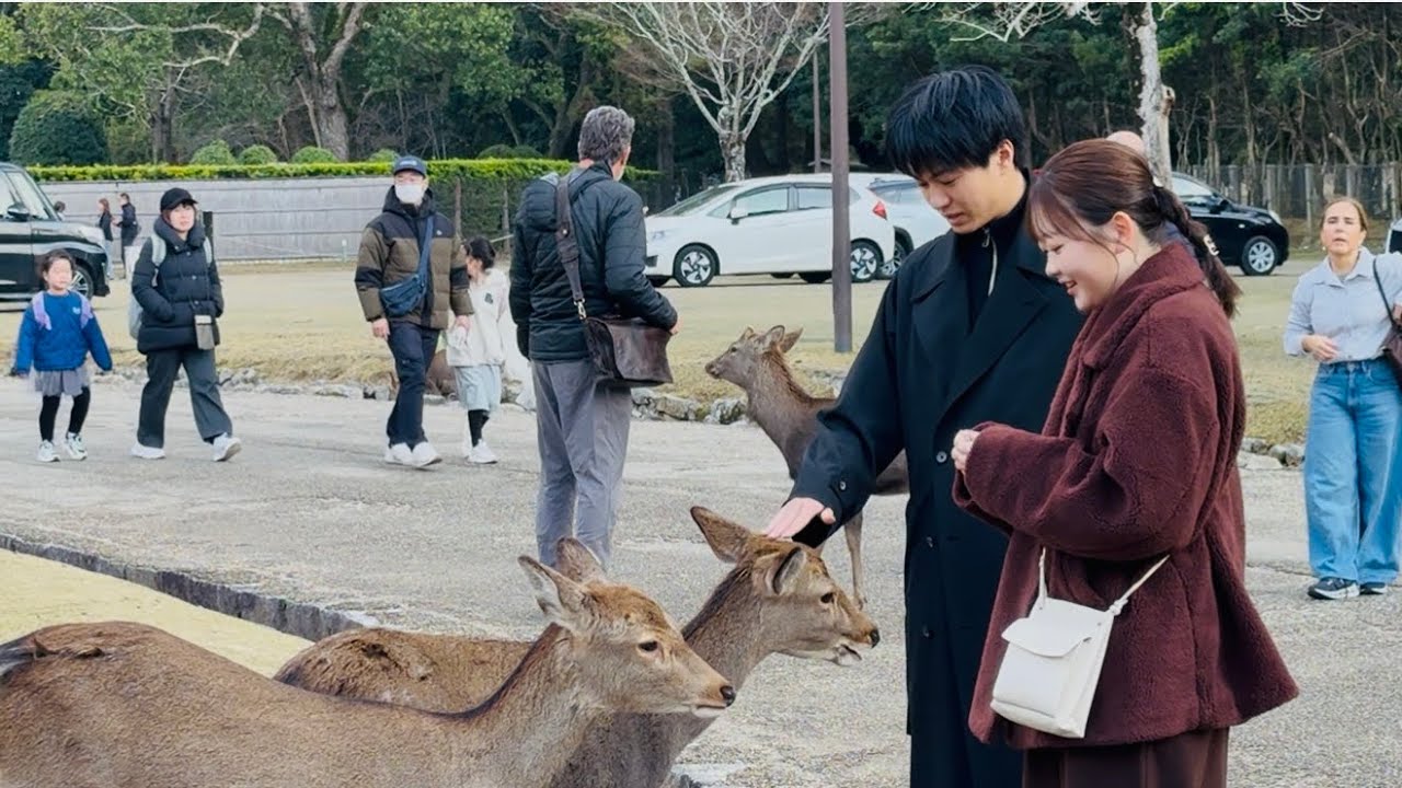 え？鹿が子供に近づいたけど、一体どうなったの？意外すぎる！どうして鹿は急に子供に近づいたの？奈良公園💕🦌❤️🥰