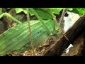 Giant Katydid - Cincinnati Zoo