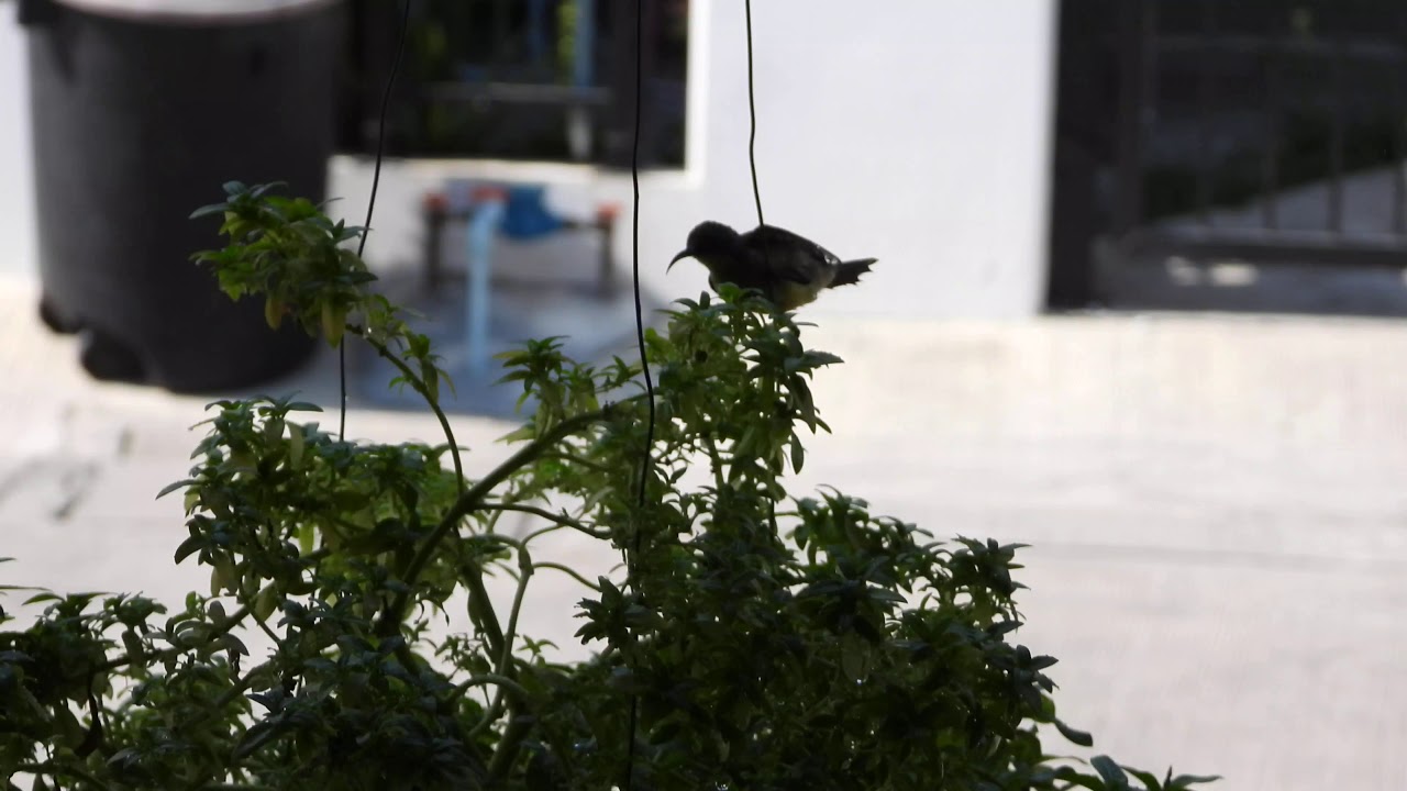 นกกินปลีอกเหลือง (Olive-backed Sunbird) 