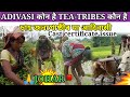 असम में आदिवासी कौन है और चाय जनजाति कौन है/adivasi vs tea tribes/cast certificate