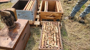 How to transfer nuc in to ten frame box.