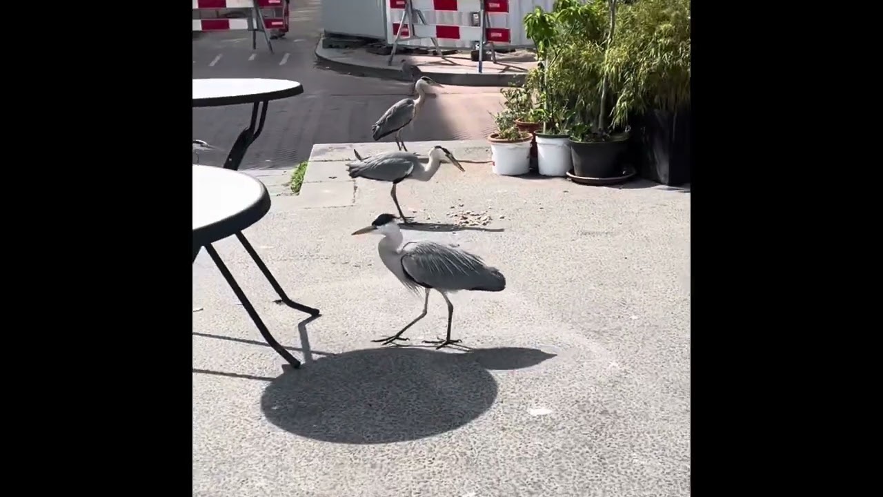 The Grey Heron in Amsterdam