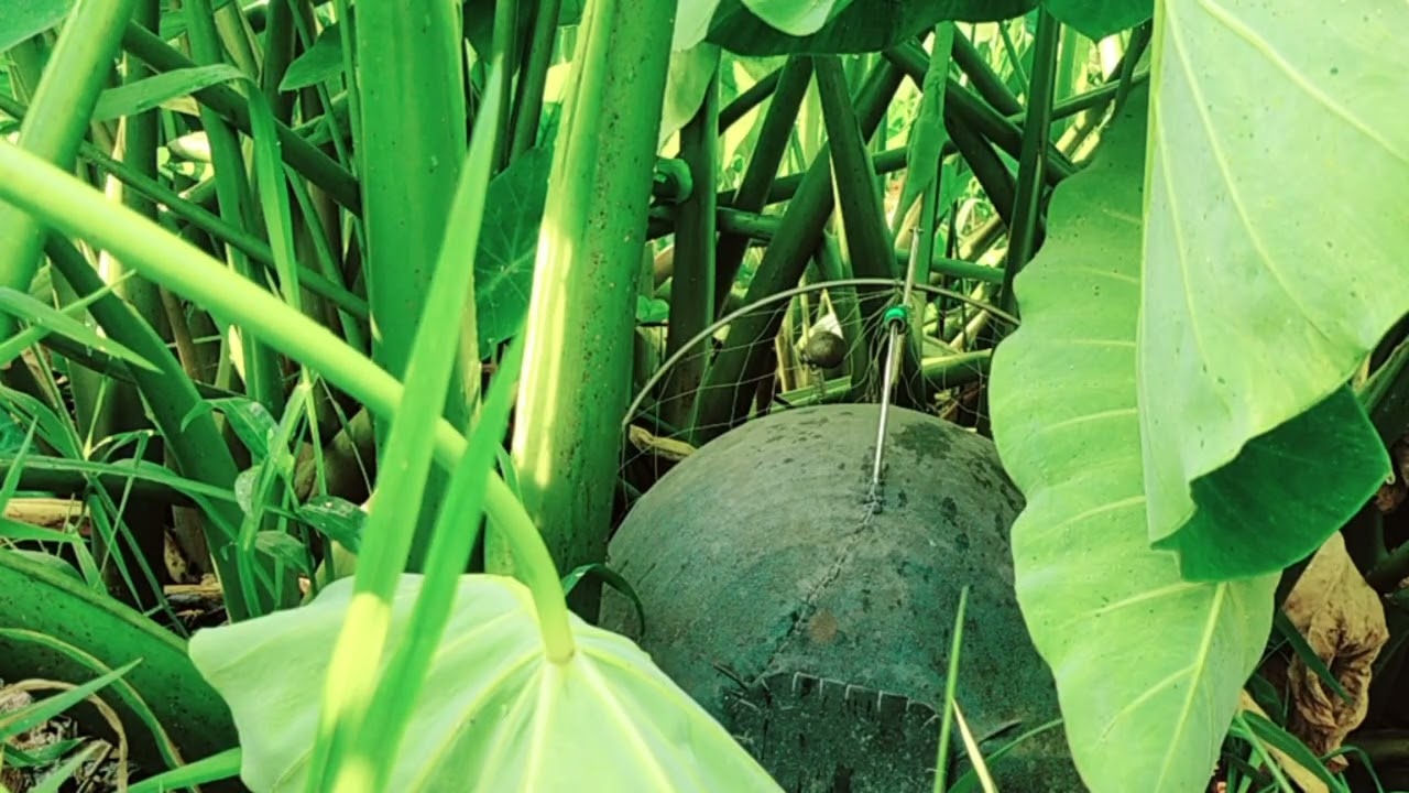 Dợt Mái Thổ 3 Mùa Mới Thay Lông 