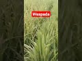Serangan Wereng Batang Coklat #shorts #pupuk #petani #insektisida #prabroro#janggar #spray #viral