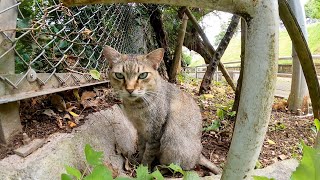 手摺りの向こうにいた野良猫がモフられに出てきた
