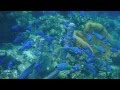 Bonaire Underwater, Scuba diving in Bonaire