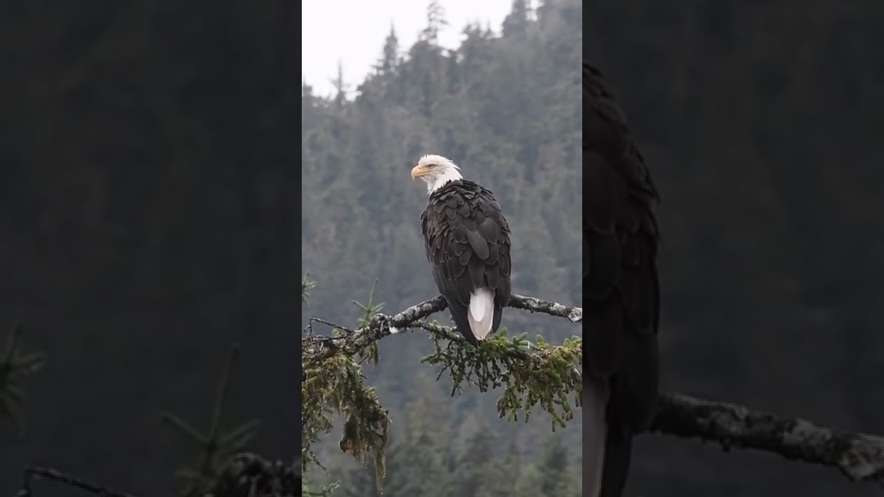eagle sitting on the branch , 