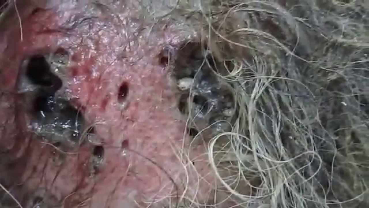 могильные черви фото