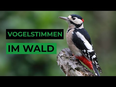 Video: Warum verwandelt sich Fiyero in eine Vogelscheuche?