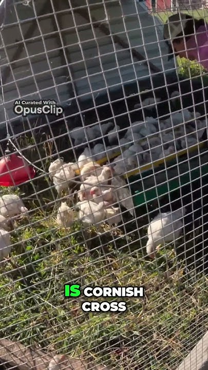 the-insatiable-appetite-of-cornish-cross-broiler-birds-how-much-feed-do