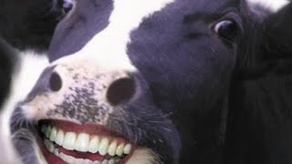 Spring Cows Happy Dance