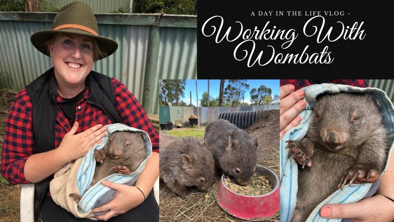 Wombat Working Working with wombats - A day in the life vlog - YouTube