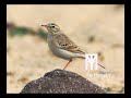 Tawny Pipit Sound For Pro Hunting صوت شجنة الصحراء او سمنة ماش للصيد المحترف 