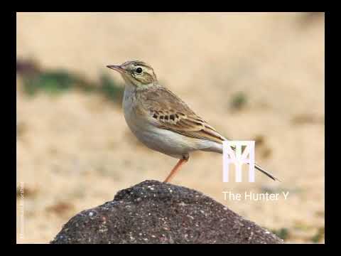 Tawny Pipit Sound For Pro Hunting صوت شجنة الصحراء او سمنة ماش للصيد المحترف 