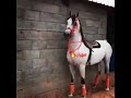 حرارت الخيل العربي مهران العز 
