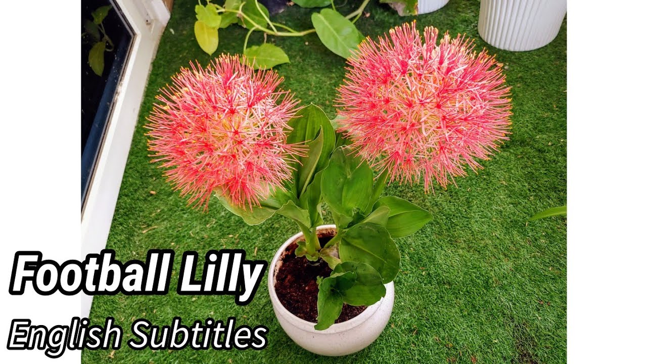 Football lily/May flower/scadoxus multiflorus care & propogation Bulb