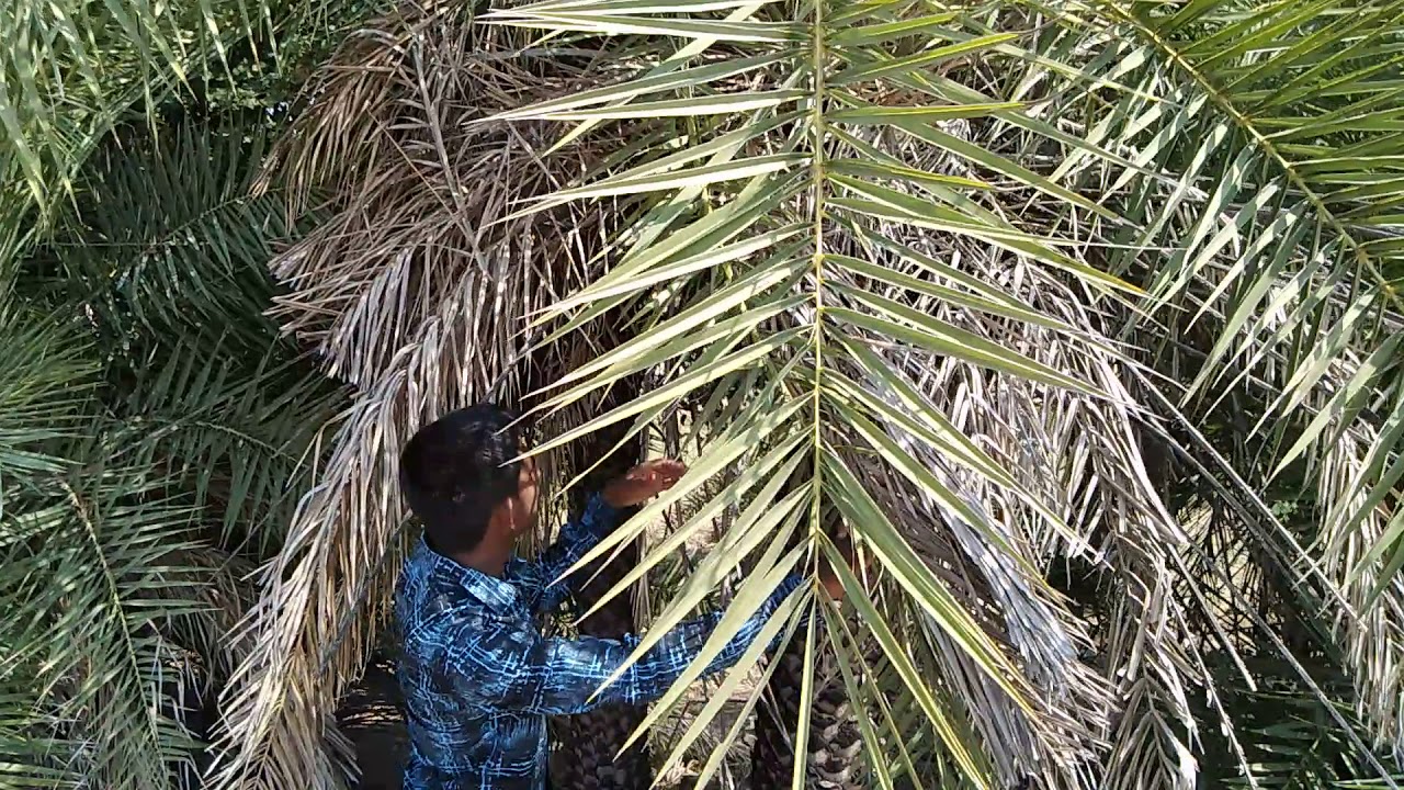 Kidney problems remove 