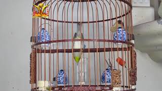 Puteh Naughty Hercules studying if he will moult soon 28092020 Puteh Naughty Hercules studying if he will moult soon 28092020