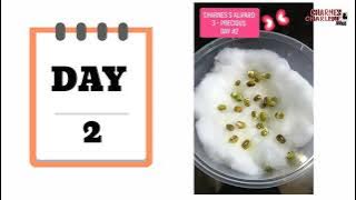 Science Experiment | Monggo Seeds in cotton| Growing Observation | Charnes and Charlene