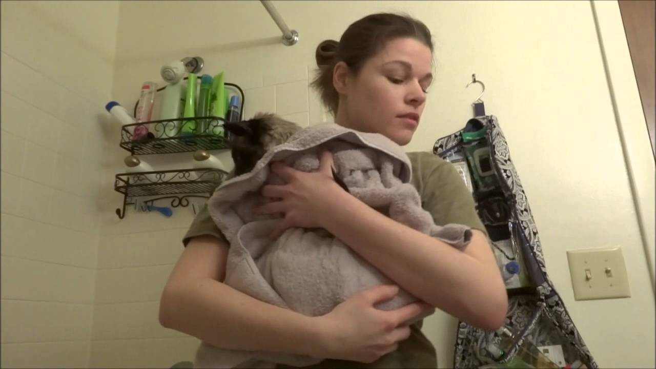 Max the Siamese Cat's Bath