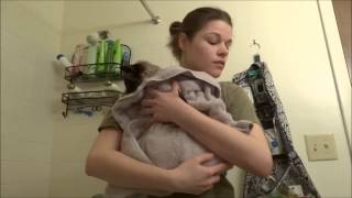 Max the Siamese Cat's Bath