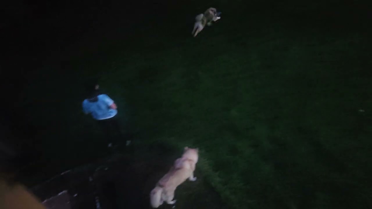 DOGS CHASE RC CAR