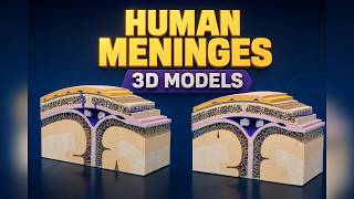 Human Meninges Explained: 3D Model of Brain Membranes