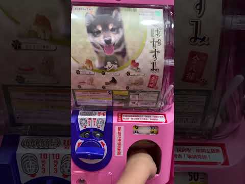 Gacha Gachapon 扭蛋 unbox 開箱 toy 玩具 dog