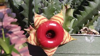 Huernia Schneideriana 'red dragon' and Huernia zebrina 'lifesaver cactus' blooms 🌵